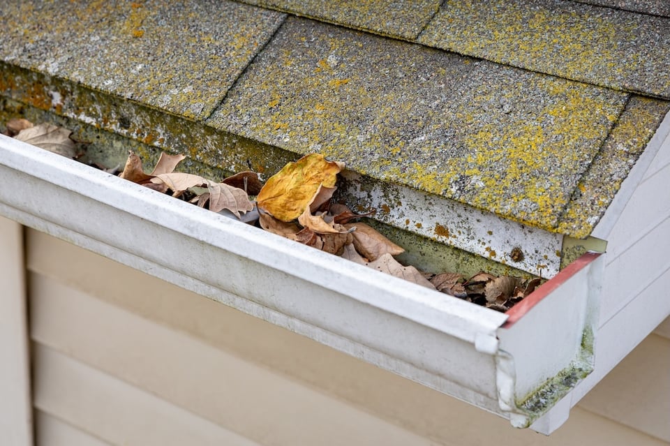 Mold on Your Roof? How to Spot It, Stop It, and Save Your Shingles