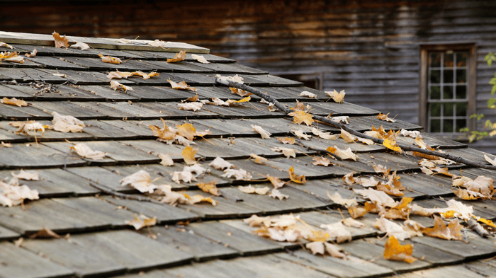 fall leaves sitting on shingle rooftop