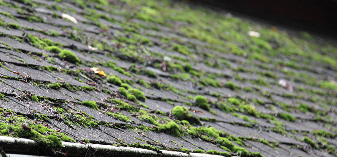 Moss and Algae on Your Roof: What Homeowners Need to Know