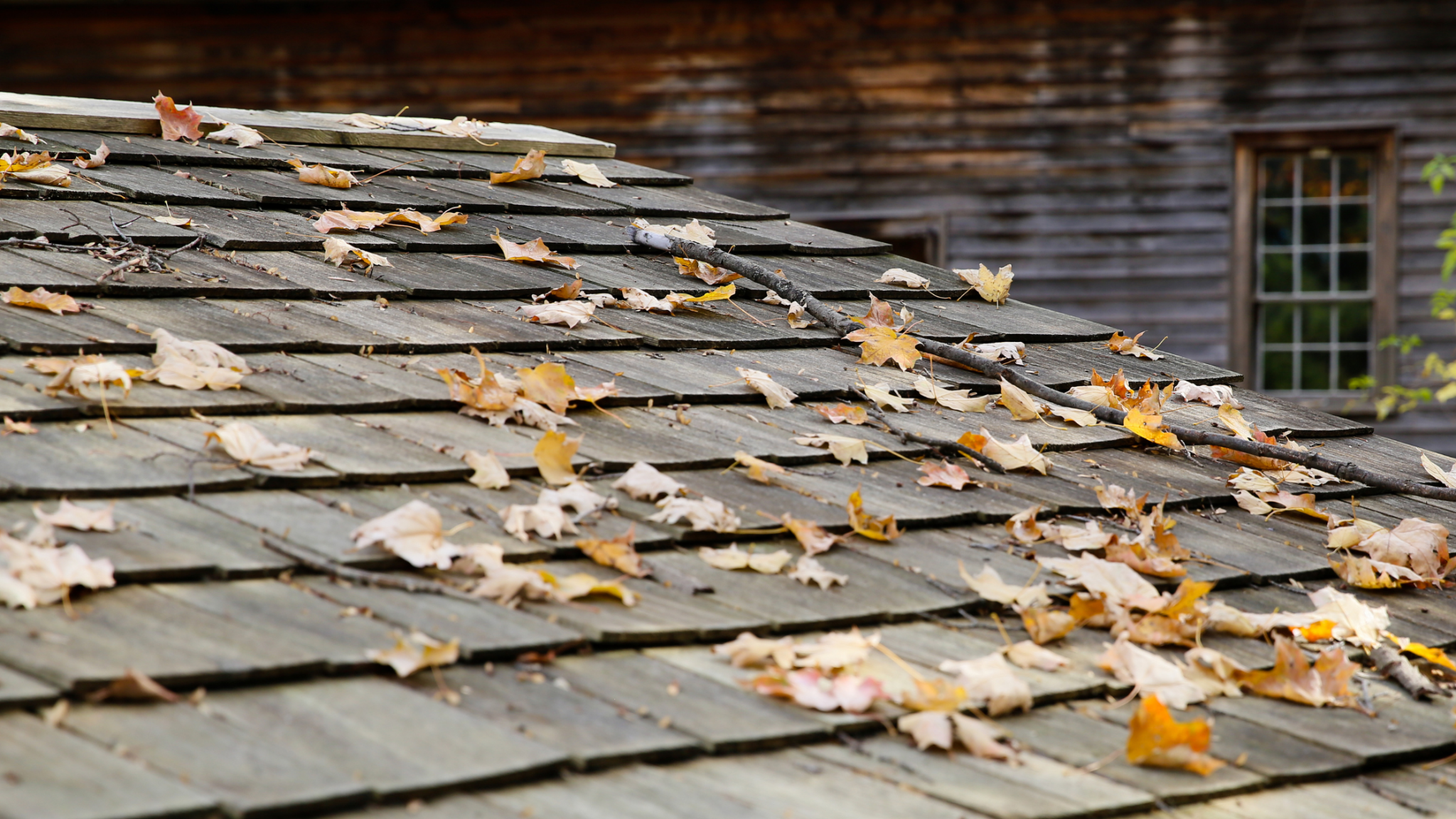 fall leaves sitting on shingle rooftop